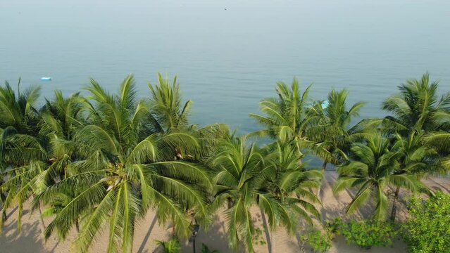 The beach and coconut palms in Thailand during the summertime are beautiful and serene in the morning. Aerial view image taken by a drone. Concept of leisure and travel in Thailand