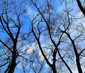 tree branches on sky background
