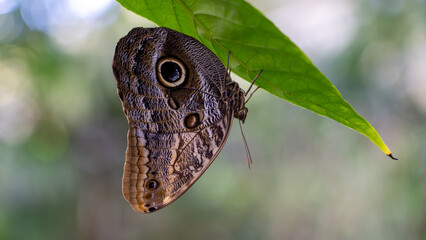 Butterfly Rainforest exhibit in Gainesville, Florida.