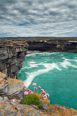Wild pink flower grows in rough conditions on a stone rock coastline of Aran islands, county...