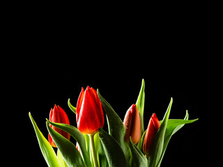 Naklejka premium Beautiful bouquet of red tulips. Brown color dark color in the background. Selective focus. Still life. Gift to woman on a special occasion.