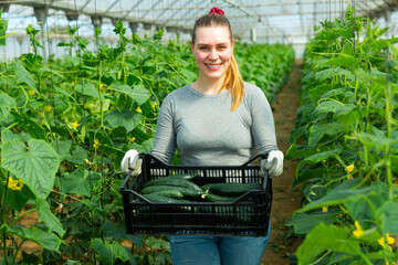 Young woman engaged in cucumbers harvesting in farm hothouse in spring day, carrying box with gathered vegetables