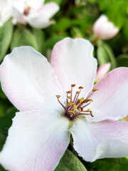 Apple tree blossoms with white petals against the background of green leaves