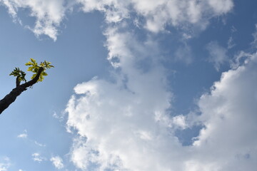 Cielo nublado con rama de árbol verde, foto abstracta 