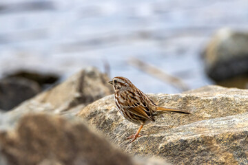 sparrow on rock