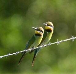 Pair of rainbow bee-eaters on barbed wire, Byron Bay, Australia.