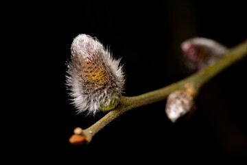Salix caprea young willow catkins on a branch in early march