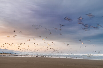 Birds taking flight during sunrise on the beach, Manzanita, Oregon, USA