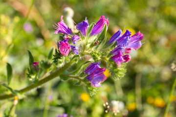 Wild flower in nature, scientific name; echium plantagineum