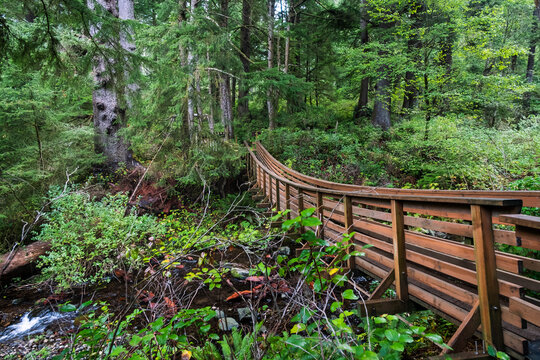 A narrow wooden bridge crosses a small stream, with forest in the background, at Oswald West State Park