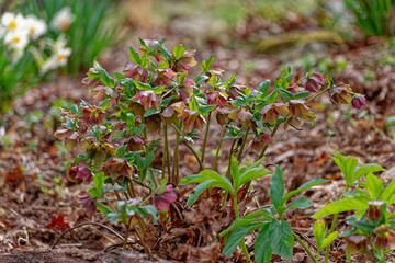Pink Hellebores in full bloom