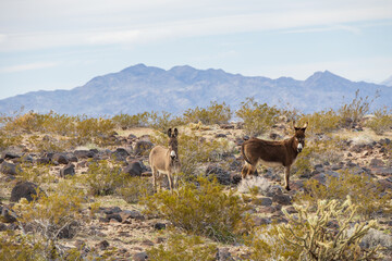 Wild burros in the desert