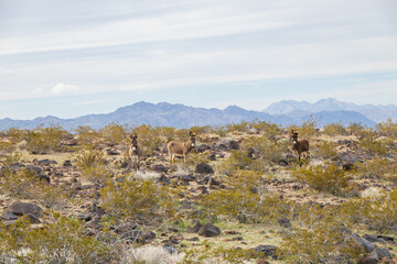Fototapeta na wymiar Wild burros in the desert