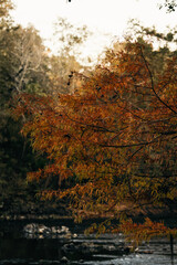 Autumn in a Florida spring 