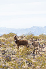 Wild burros in the desert