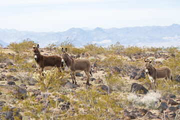 Wild burros in the desert