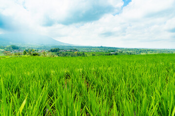 Landscape photography of green rice plants in the foreground in the background, the landscape of a mountain with clouds in rice fields, a wide closeup image of plants in a rice paddy.