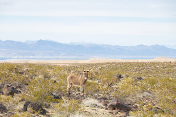 Wild burros in the desert