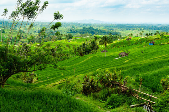 horizontal photo of green terraces of rice fields and clouds in the sky in Bali with some huts in the background, an image of terraces of rice fields