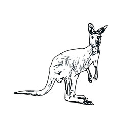  black and white sketch of kangaroo with transparent background