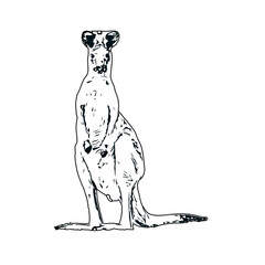  black and white sketch of kangaroo with transparent background