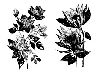 outline set flowers illustration vector