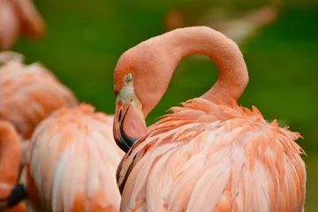 Fotobehang Flamingo © stacey