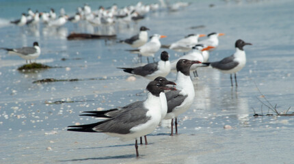 Birds on the beach