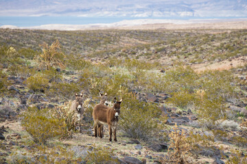 Wild burros in the desert