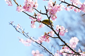 White-eye sucking nectar from cherry blossoms. The white-eye is a bird that loves the nectar of...