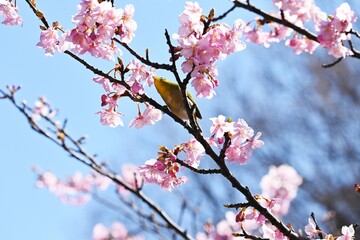 White-eye sucking nectar from cherry blossoms. The white-eye is a bird that loves the nectar of flowers, and in spring it flocks to ume and cherry blossoms.