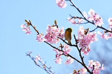 White-eye sucking nectar from cherry blossoms. The white-eye is a bird that loves the nectar of flowers, and in spring it flocks to ume and cherry blossoms.