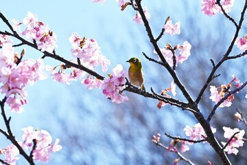 White-eye sucking nectar from cherry blossoms. The white-eye is a bird that loves the nectar of flowers, and in spring it flocks to ume and cherry blossoms.
