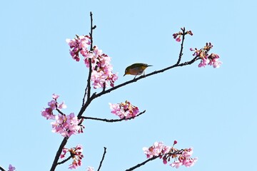 White-eye sucking nectar from cherry blossoms. The white-eye is a bird that loves the nectar of flowers, and in spring it flocks to ume and cherry blossoms.