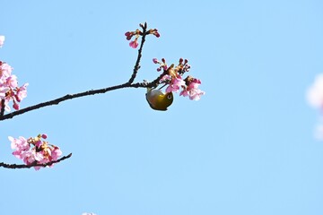 White-eye sucking nectar from cherry blossoms. The white-eye is a bird that loves the nectar of flowers, and in spring it flocks to ume and cherry blossoms.