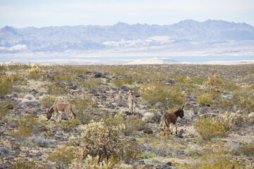 Wild burros in the desert