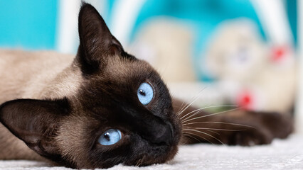 Lying siamese cat on blue background. Siamese cat Close up looking to the camera with focus on blue eyes for blogs, pet shops e pet lovers. - obrazy, fototapety, plakaty