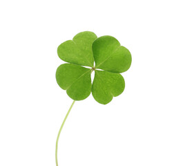 Beautiful green four leaf clover isolated on white