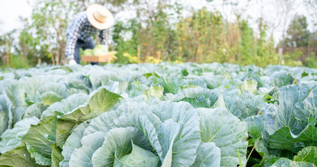 man farmer with fresh vegetables, cabbage harvest, natural selection, organic, harvest season,...