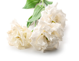 Bunch of beautiful rose flowers on white background, closeup