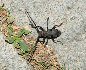 Morimus funereus is a species of beetle in family Cerambycidae.