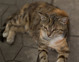 Relaxation of a red, striped cat. Midday fiesta. A tricolor stray cat is lying on the sidewalk.