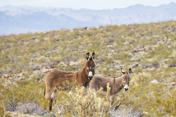 Naklejka na ściany i meble Wild burros in the desert