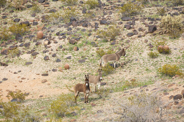 Wild burros in the desert