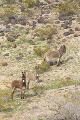 Wild burros in the desert