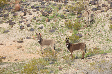 Wild burros in the desert