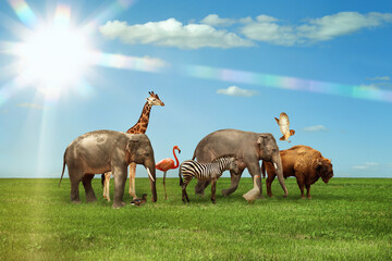 Many different animals on green grass under blue sky