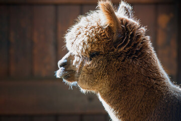 Brown alpaca standing in a farm barn 