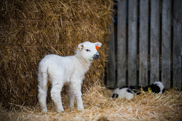 White lamb standing in a lambing pen looking around during the springtime in the UK