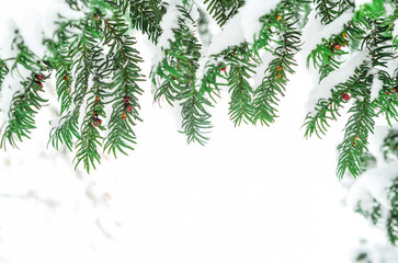 Tree branches covered with snow in forest on winter day, closeup